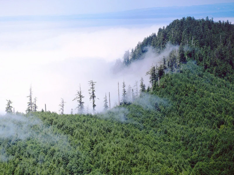Cascadia Forests