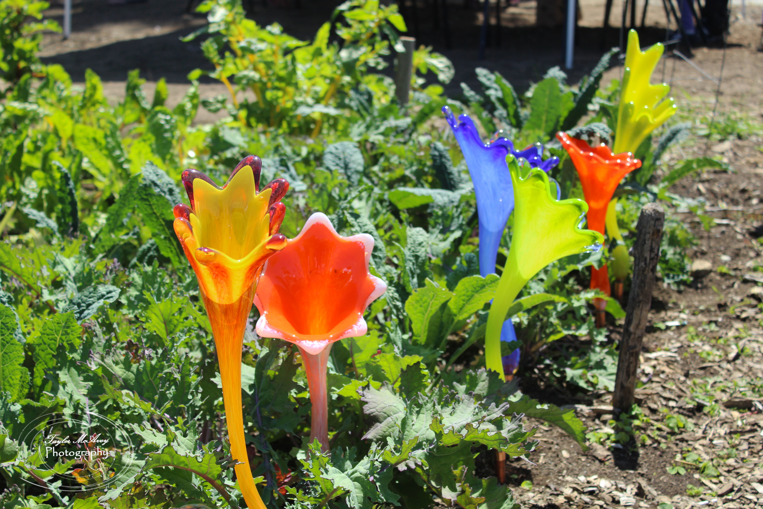  Glass art by Dayne Lopez decorated a patch of garden.&nbsp; 