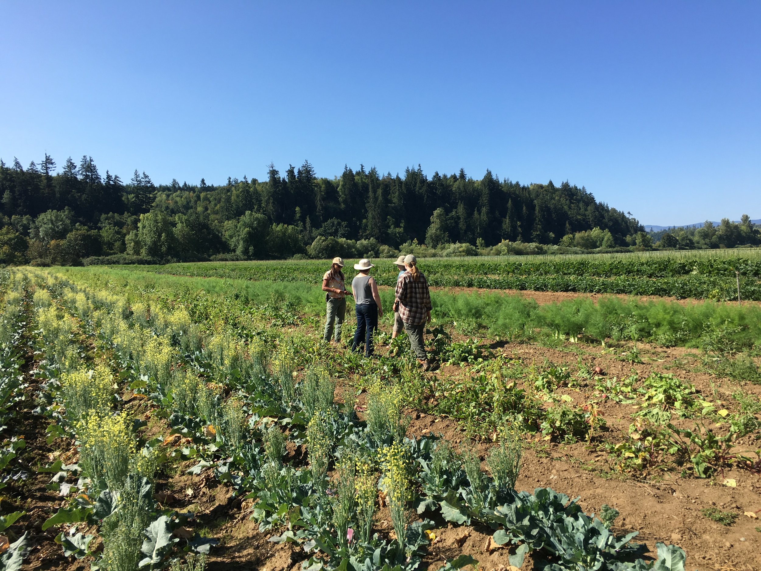 Helsing Junction Farm