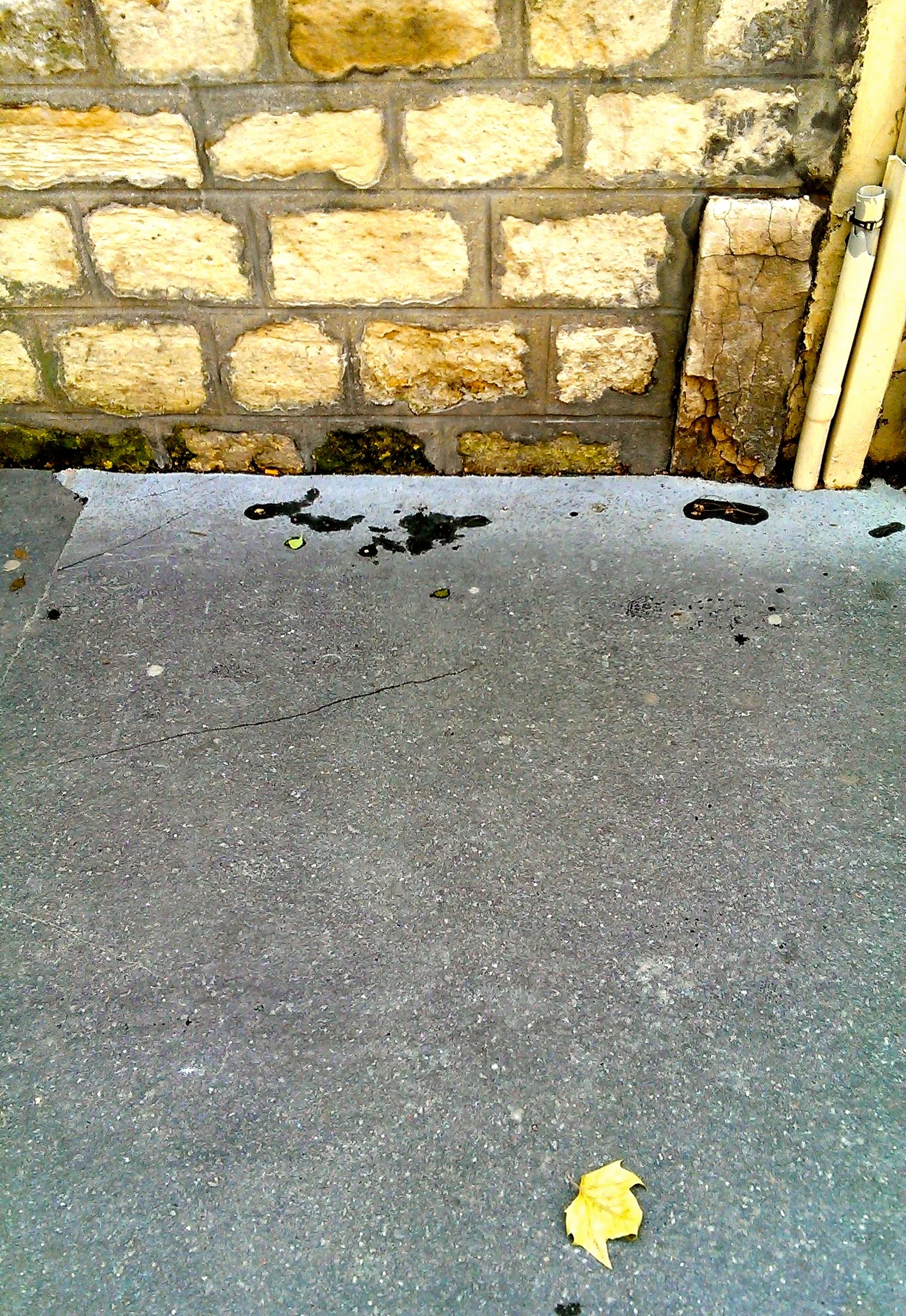  Photo reference for 'Une Feuille" Danielle Bartlette  Paris, France 2012  ---------- 