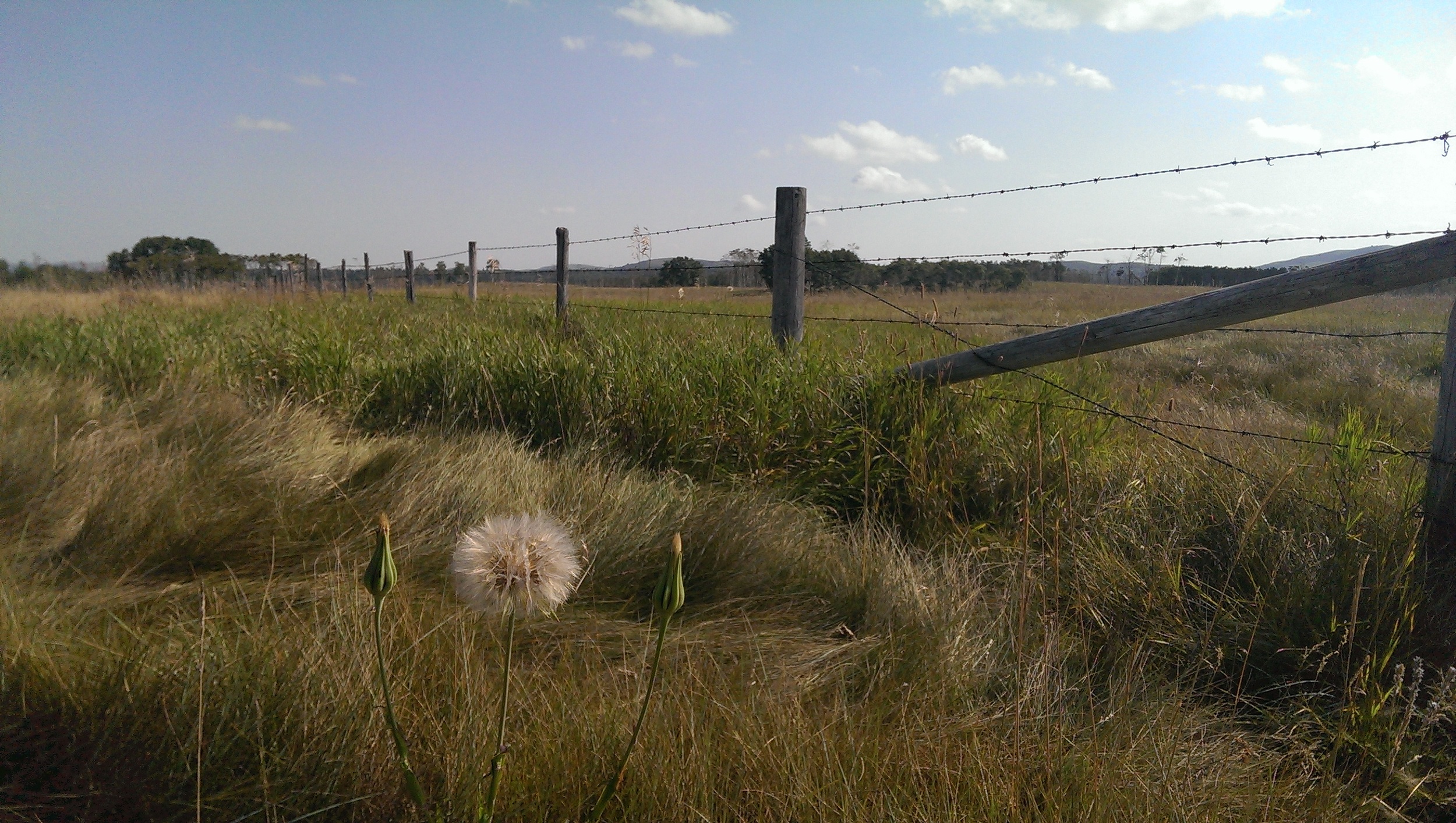  photo reference for  'Dark Dandelion'    Danielle Bartlette  OH Ranch 2013 