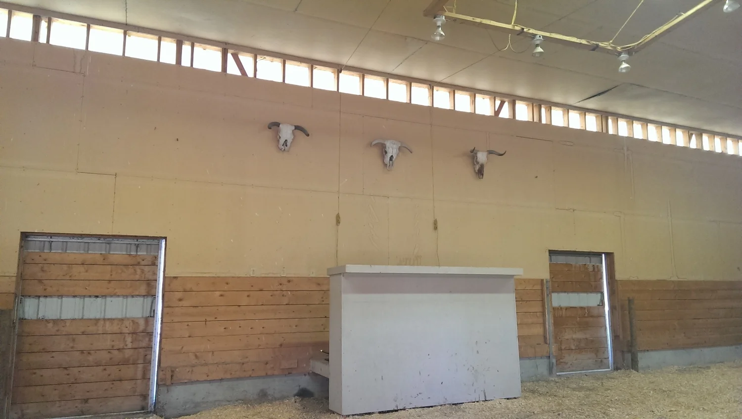  photo reference for  'Golden Skulls'    Danielle Bartlette  OH Ranch 2013 