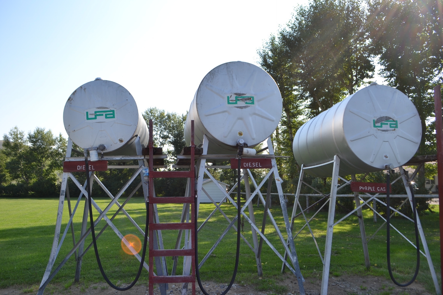  photo reference for  'Diesel'    Danielle Bartlette  OH Ranch 2013 