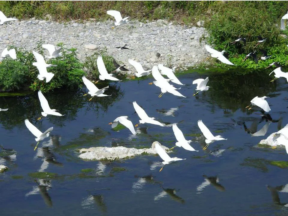 Fauna en el río Santa Catarina: Garzas dedos dorados ( Egretta thula ). Fuente: Especialistas y Actores Ambientales Nuevo León .