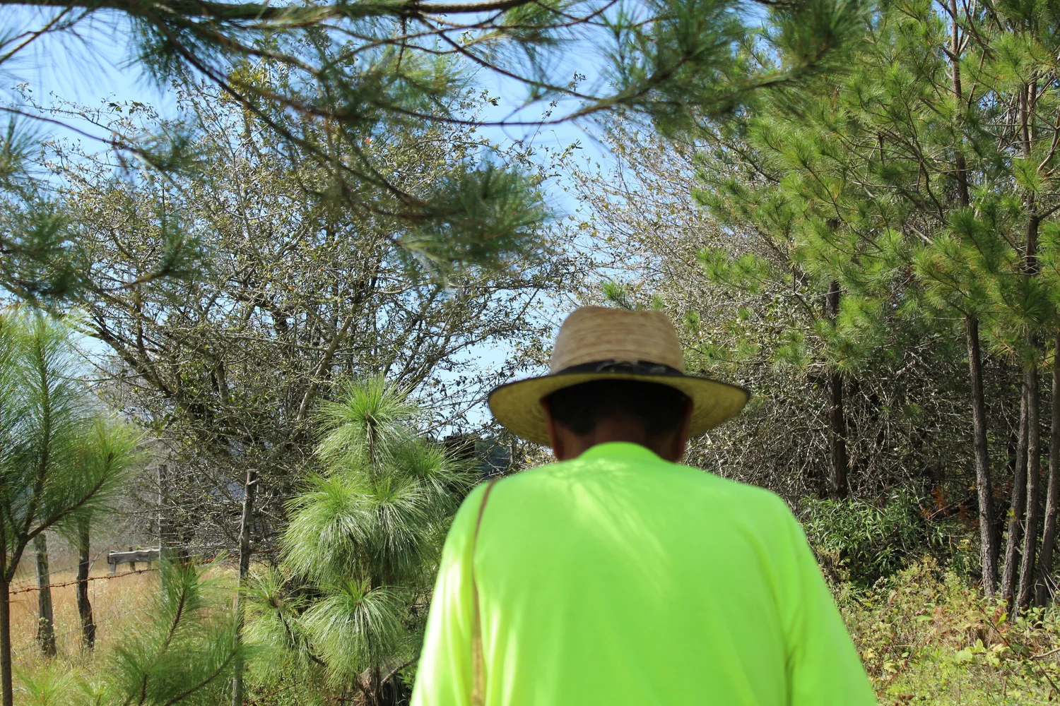 Michoacán cuenta con importantes pineras que se ven constantemente amenazadas por talamontes ilegales.