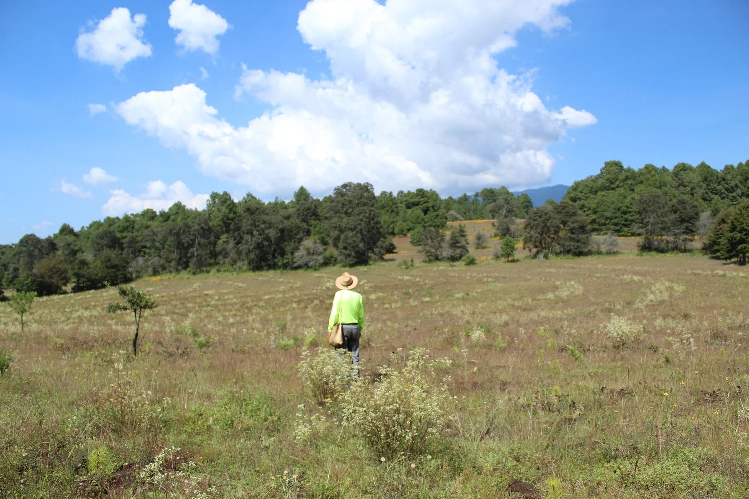 Andrés Valentines rodeado de los últimos árboles plantados con recurso de la Conafor.
