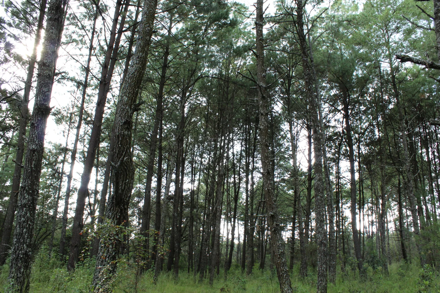 Algunos de los pinos de la región de Sicuicho tienen más de tres décadas de antigüedad.
