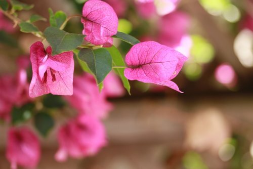 flower1.jpg