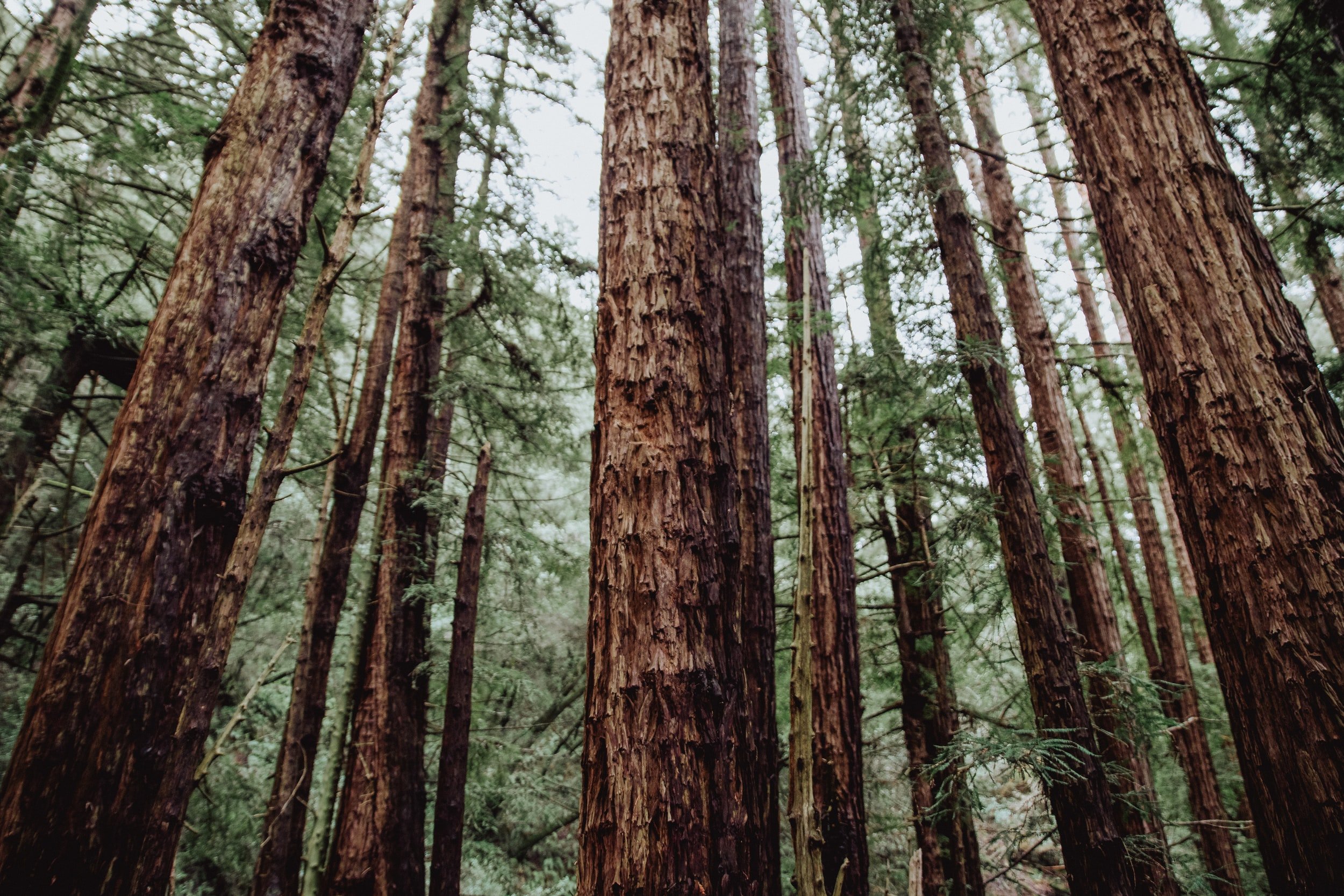 unsplash-image-SDCGn5vn07Q.jpg
