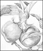 KB_Draw4_150x175.jpg