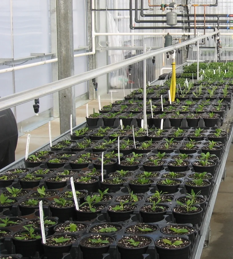 Greenhouse Mist Systems