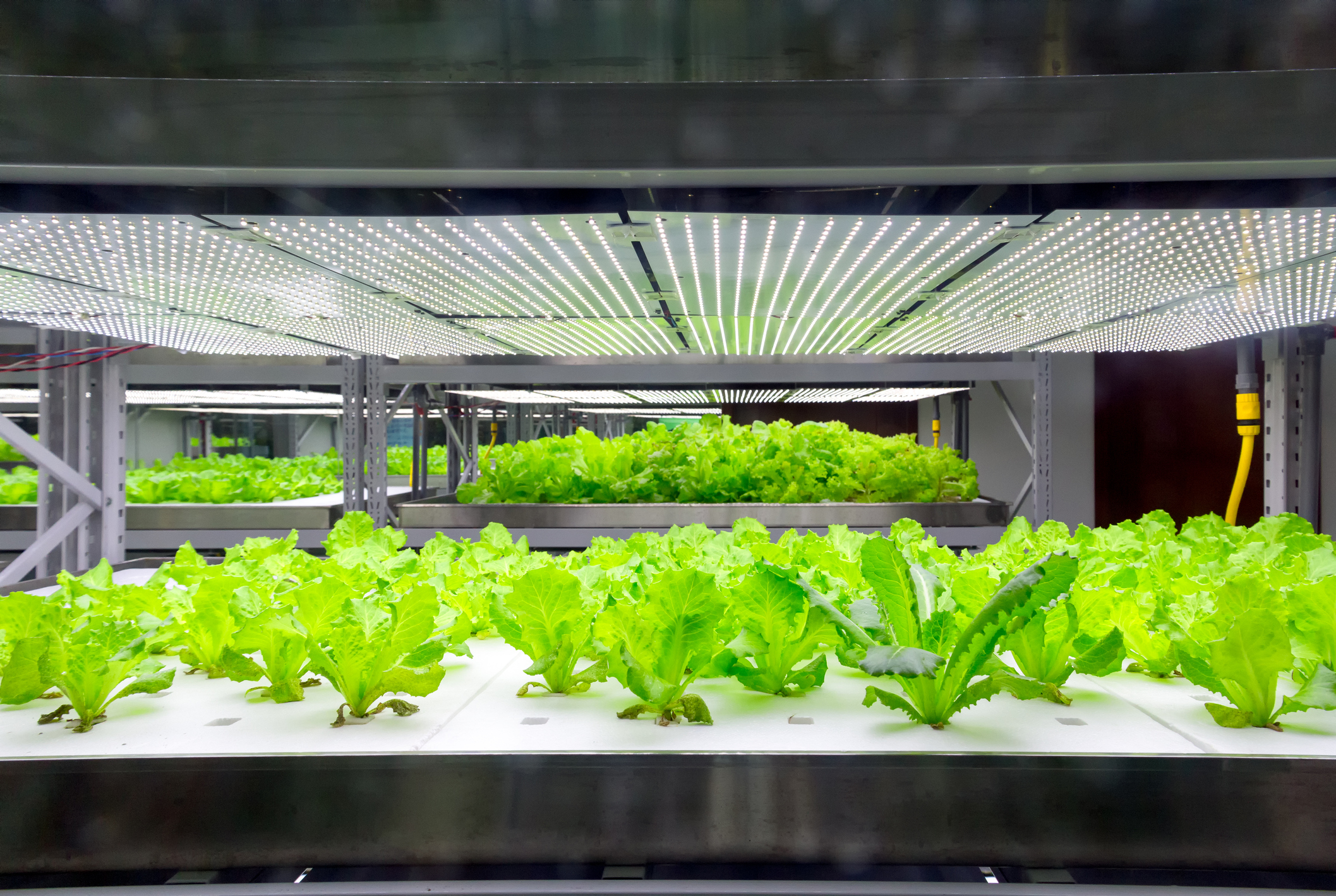 Hydroponic hydroponics cellmax npk plantenvoeding 1l vloeibaar planten groeiende hydrocultuur vertikale