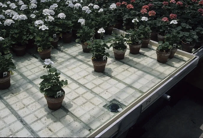 Ebb and Flow Irrigation