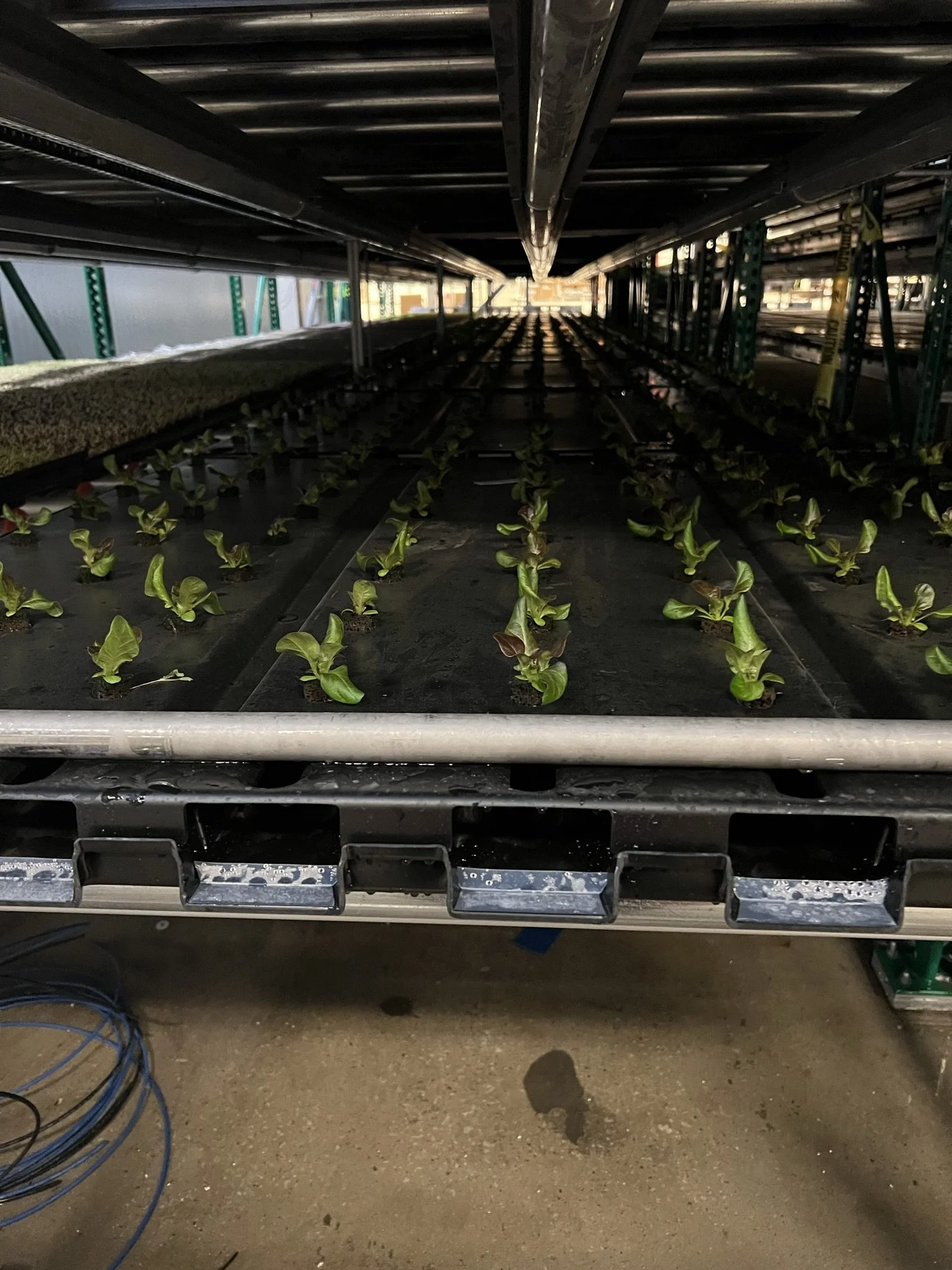 Ebb and Flow vs. Drip Irrigation: Efficiency in Water and Nutrient Usage