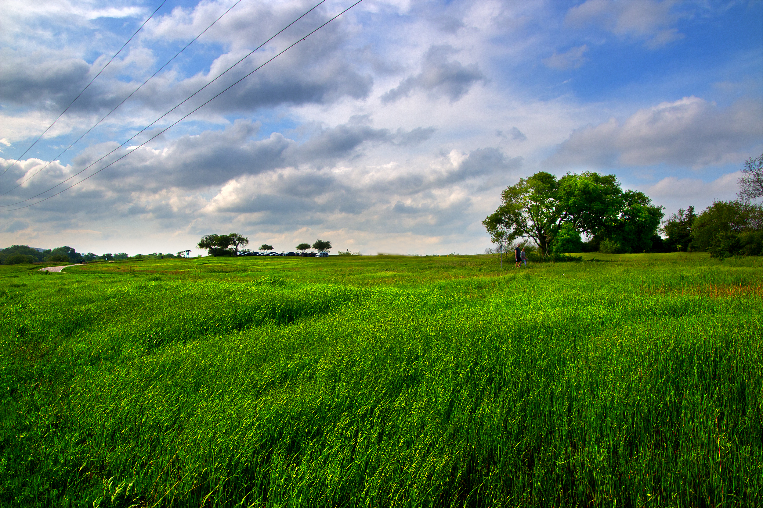 Field Landscape Color.jpg
