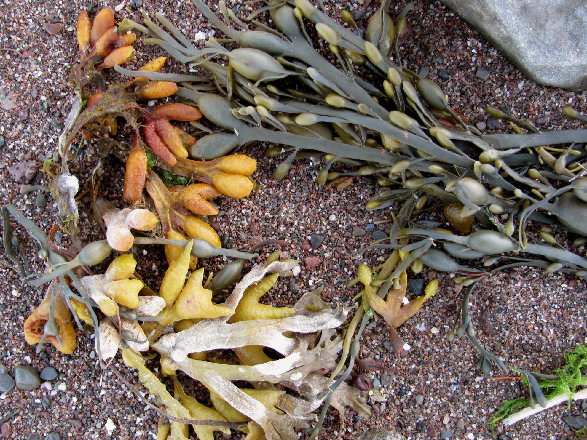 Gleason's wreath.jpg
