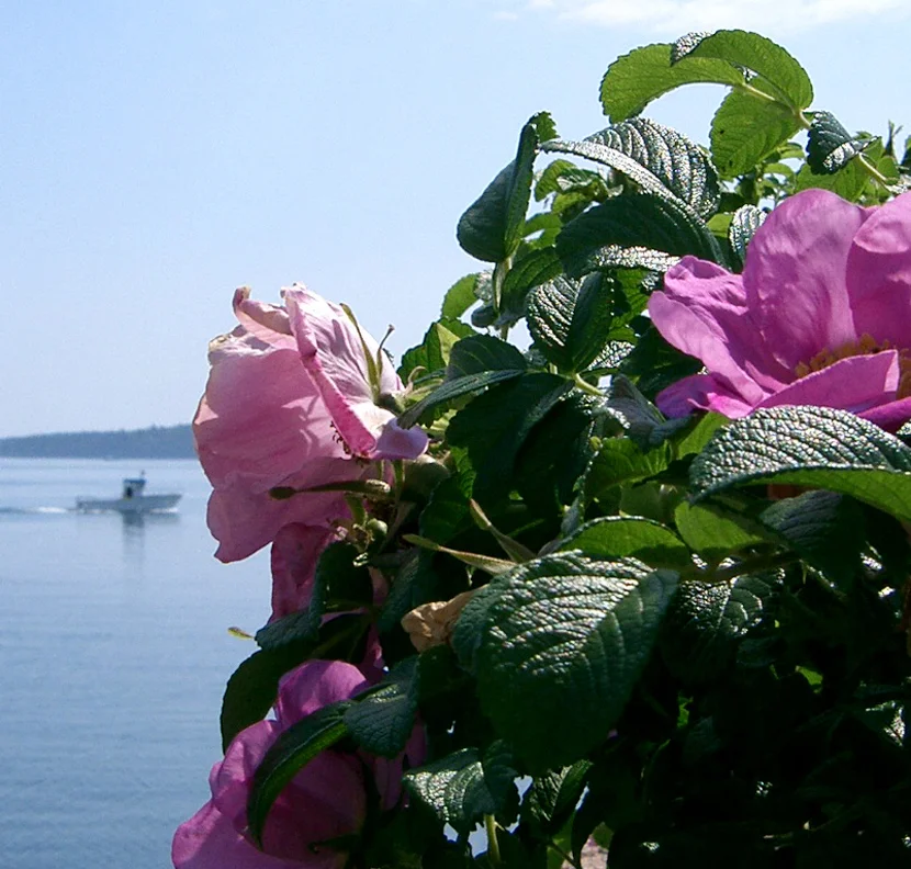 13BeachroseLobBoat.jpg