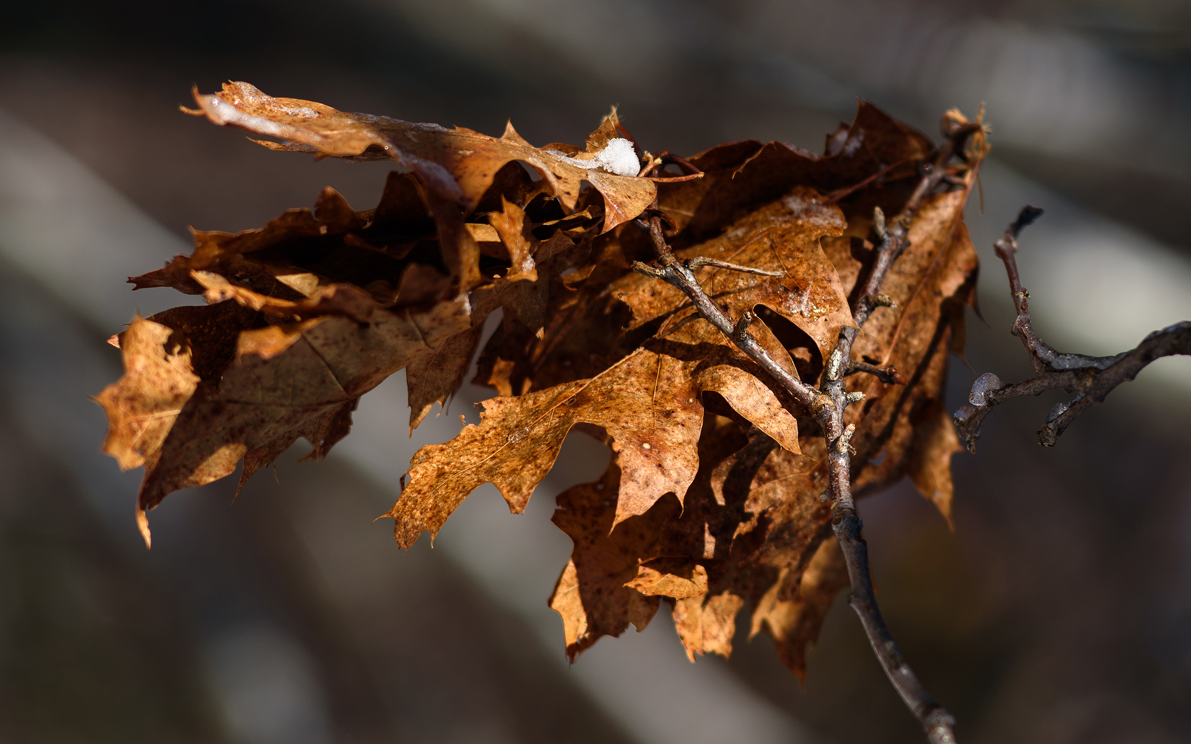 Nikkor Dòng E 135mm 2.8