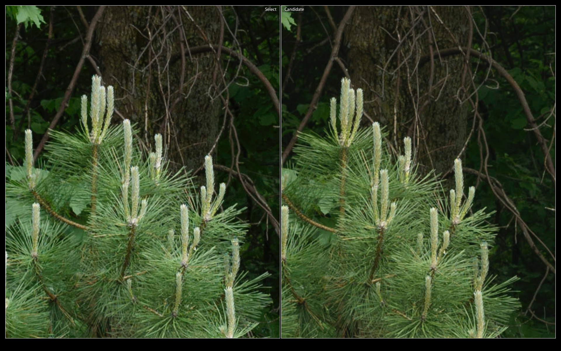 Ai-S 1.2 (left), AF-D 1.4 (right)