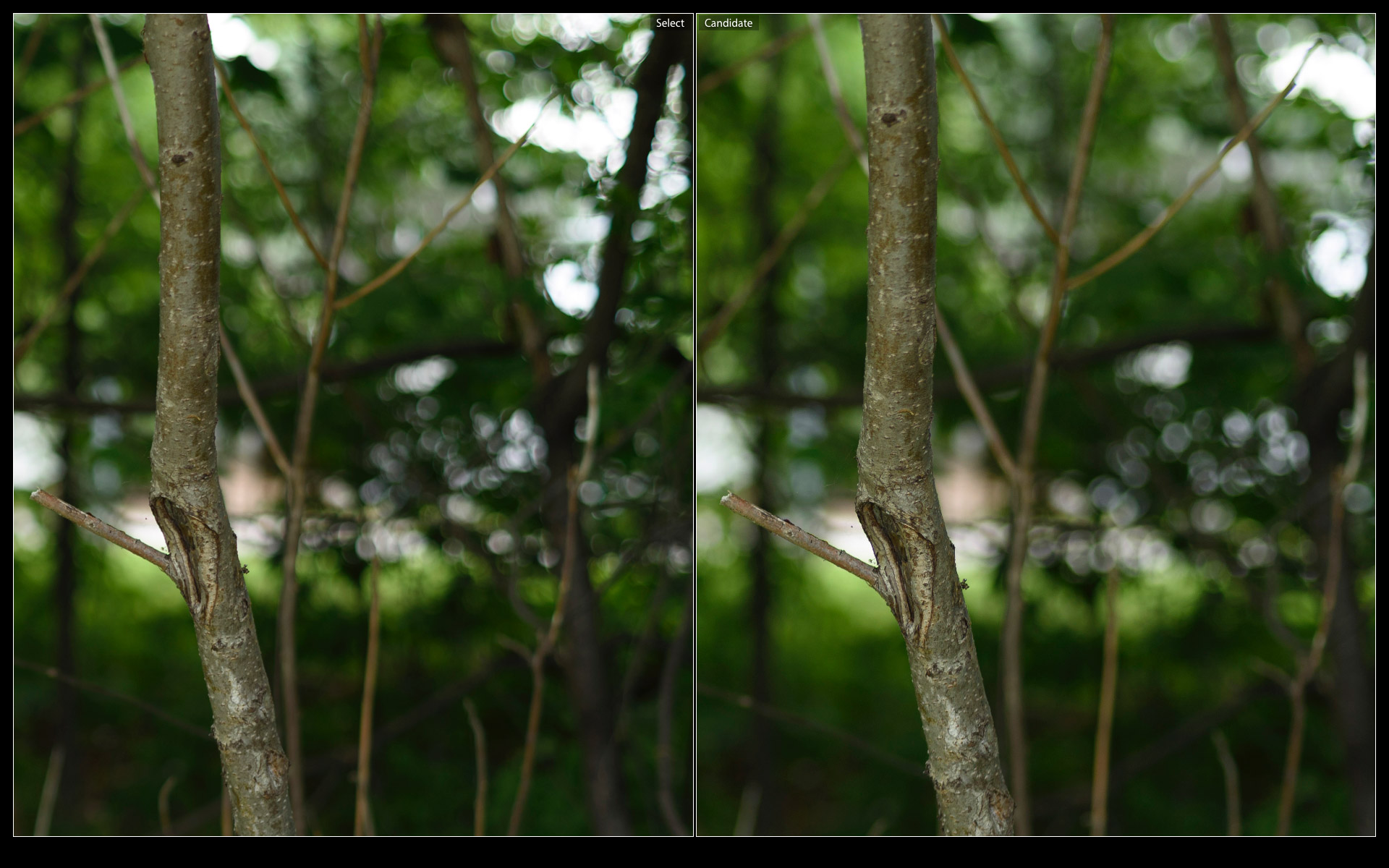 Planar 1.4 (left), Nokton 1.4 (right)