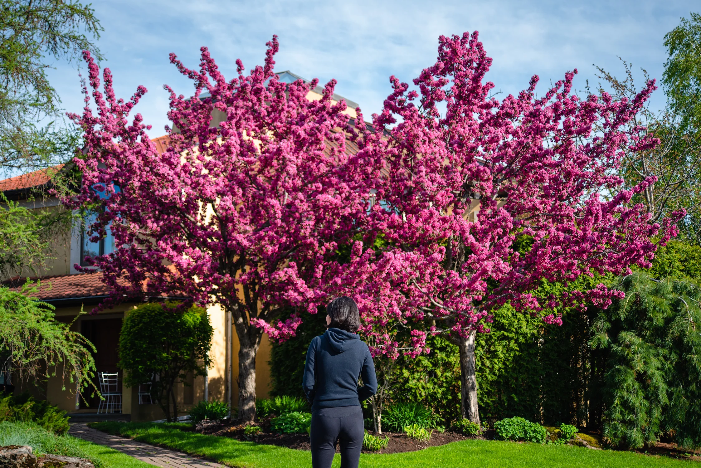 Enjoying spring blooming with my wife