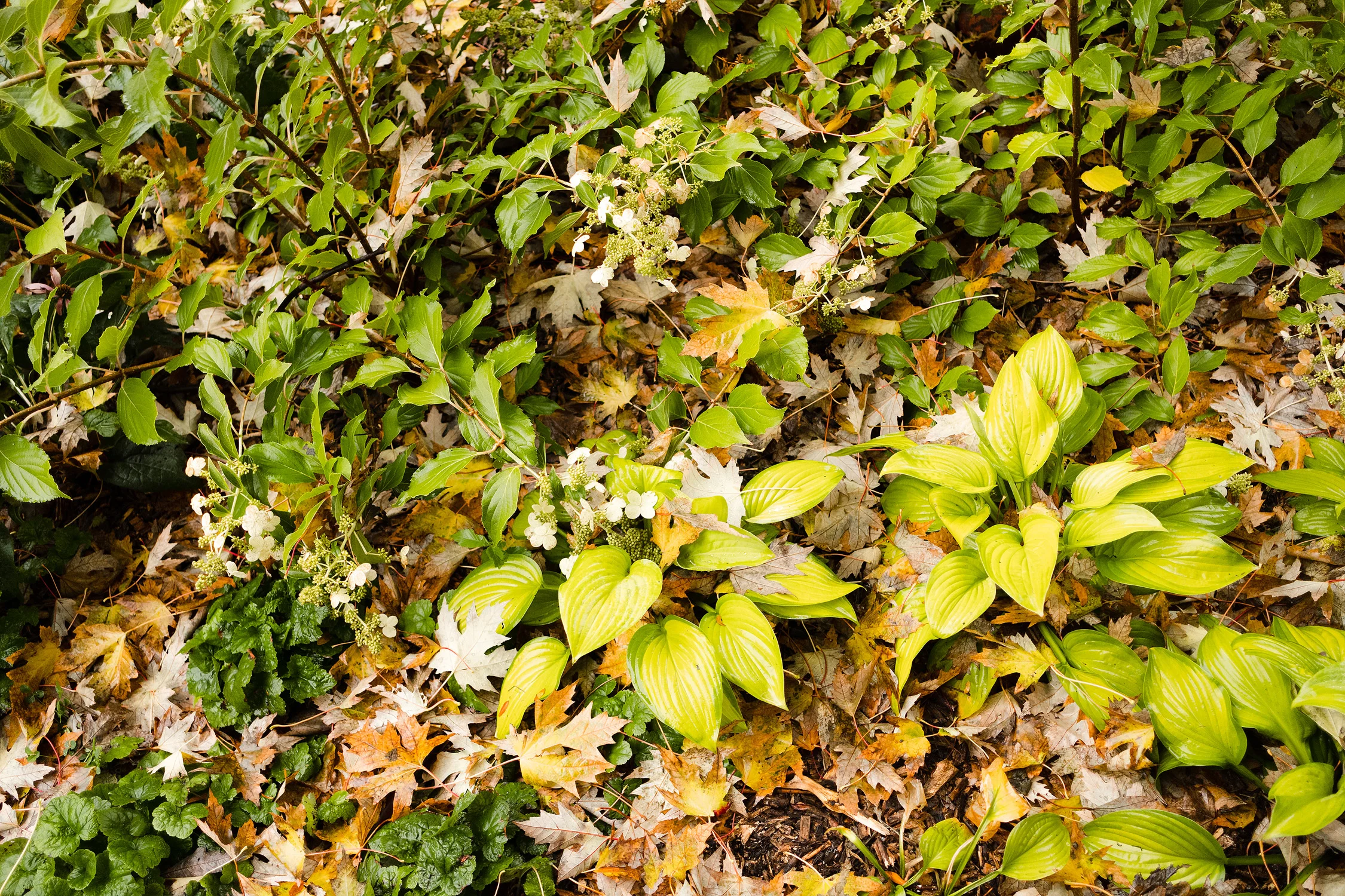 Iridient X-Transformer : Awakening the true potential of the Fuji X raw file