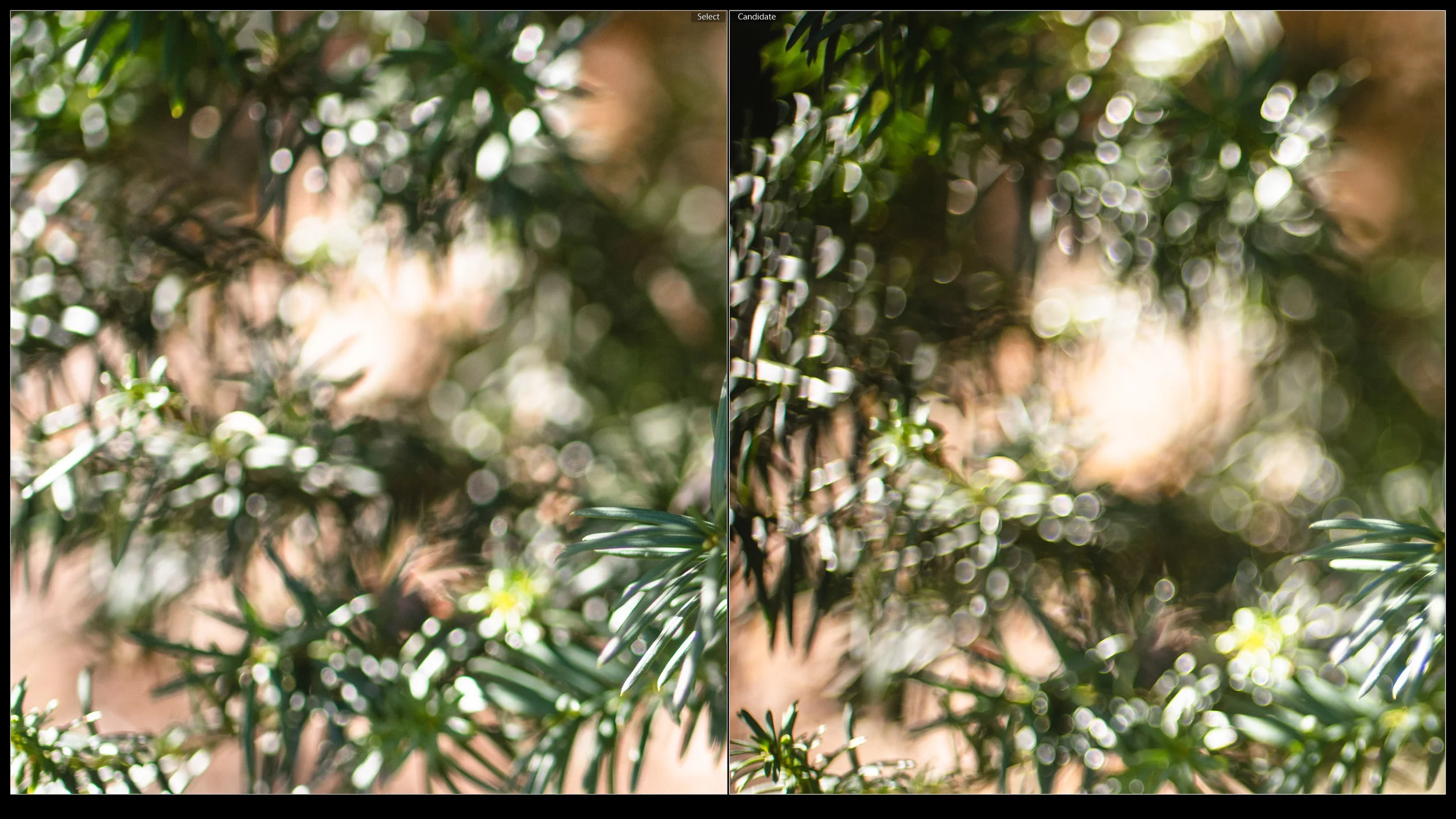 Despite slight onioning, Tamron 45VC (left) is still cleaner and smoother than the harsh soap bubble bokeh of the Nikkor AF 50mm 1.4D (right)