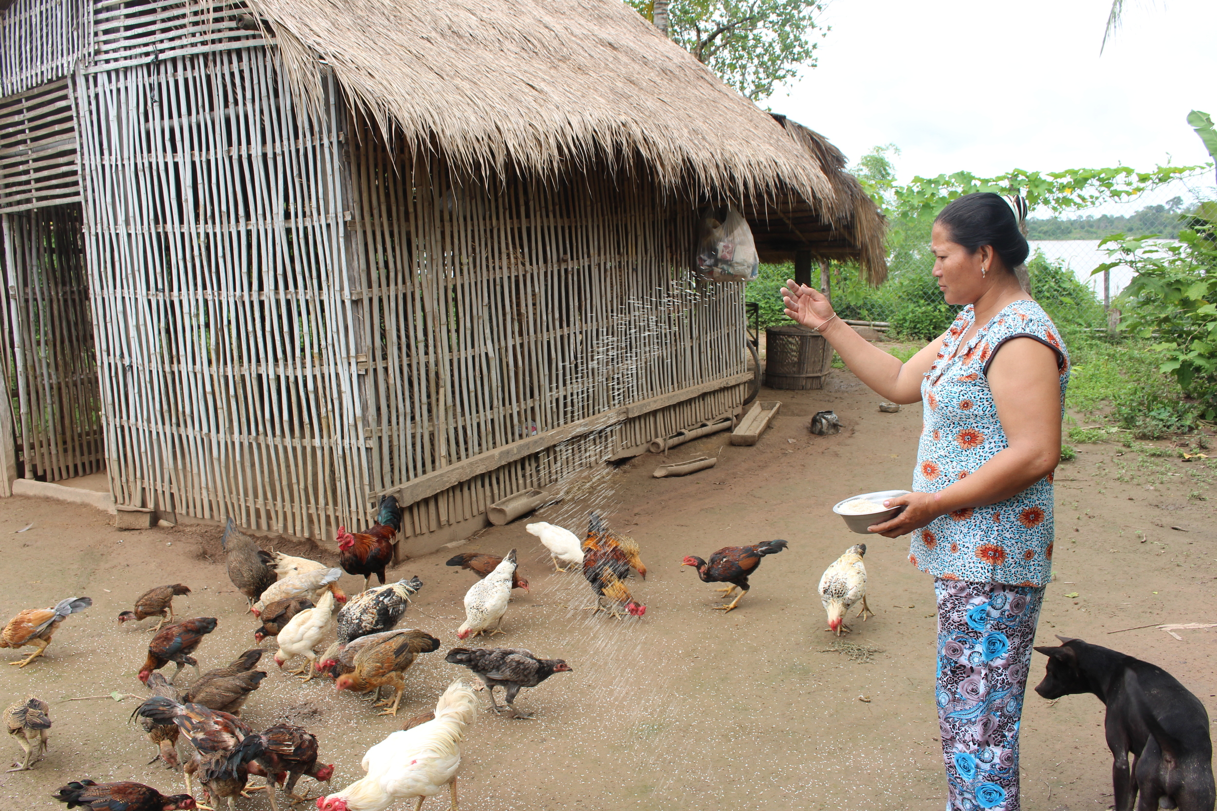 Chicken feeding