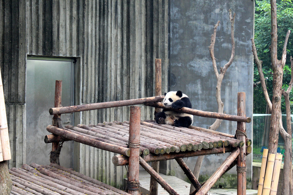 Pandas-4.jpg