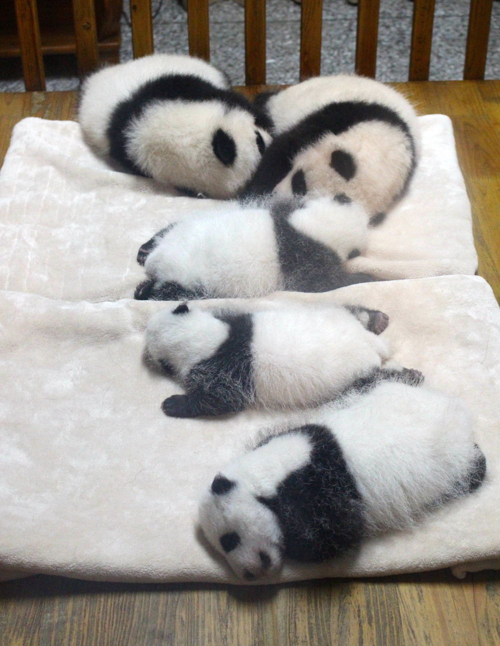 Pandas-6.jpg