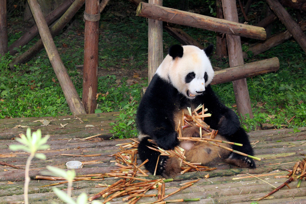 Pandas-9.jpg