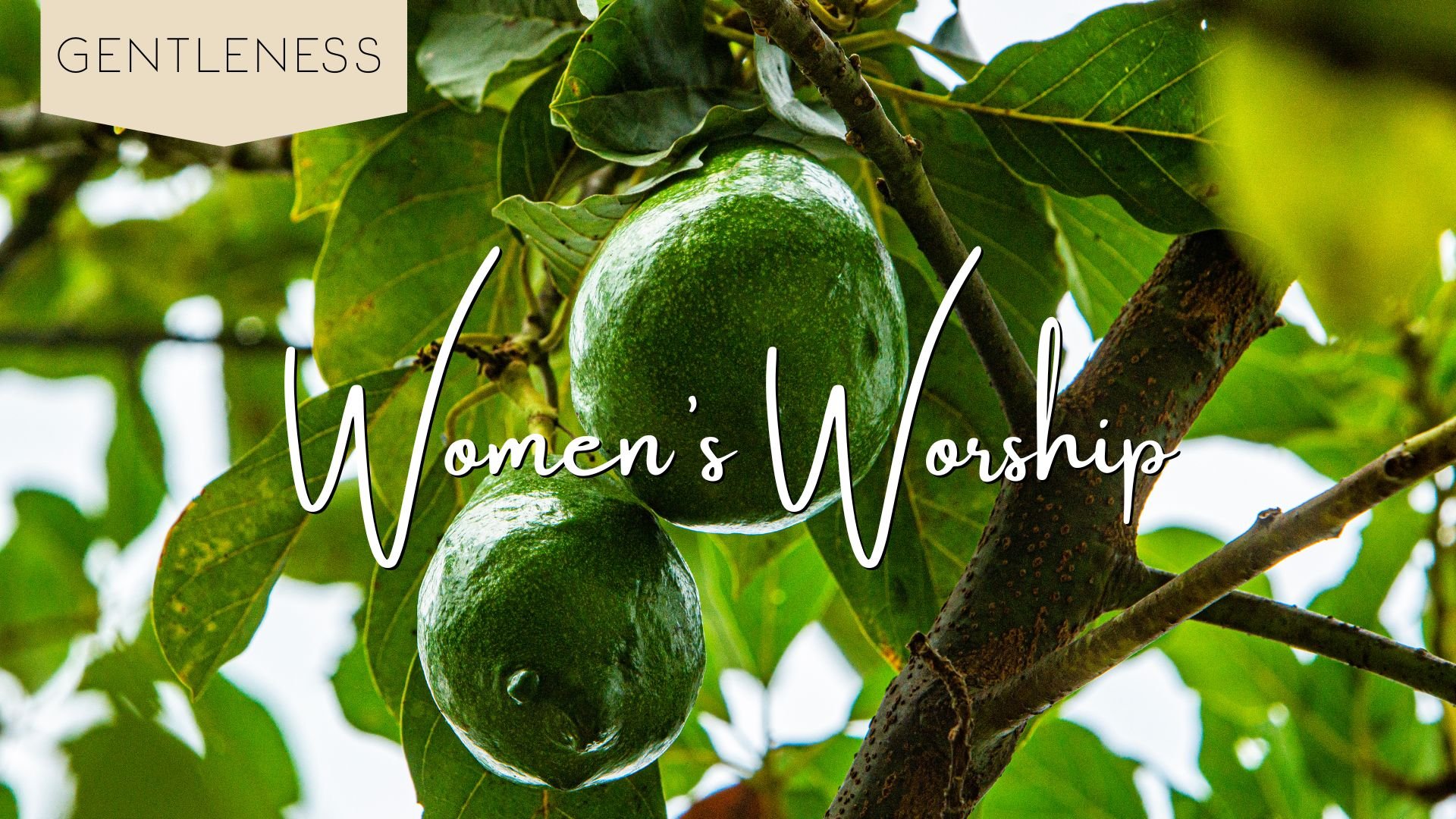 Gentleness—Kingdom Fruit Teachi