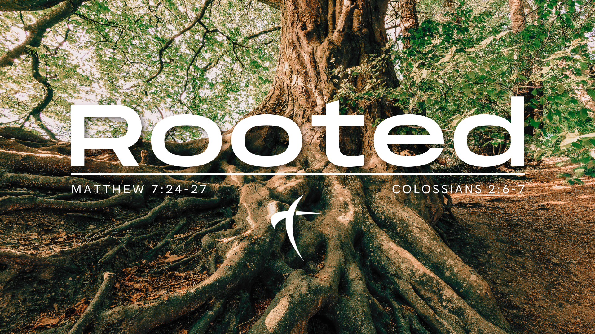 Rooted (week 5)