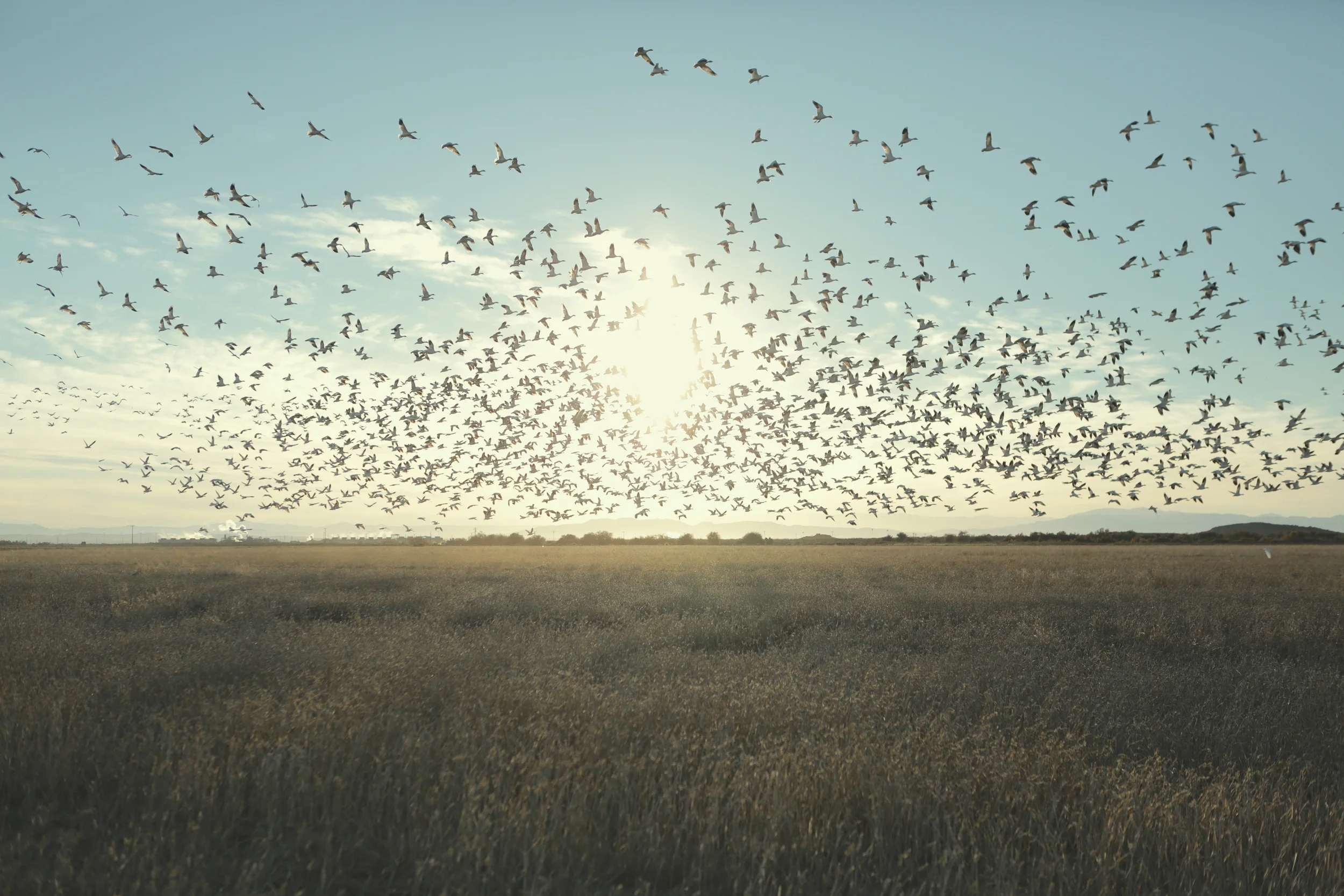 birdtest3.jpg