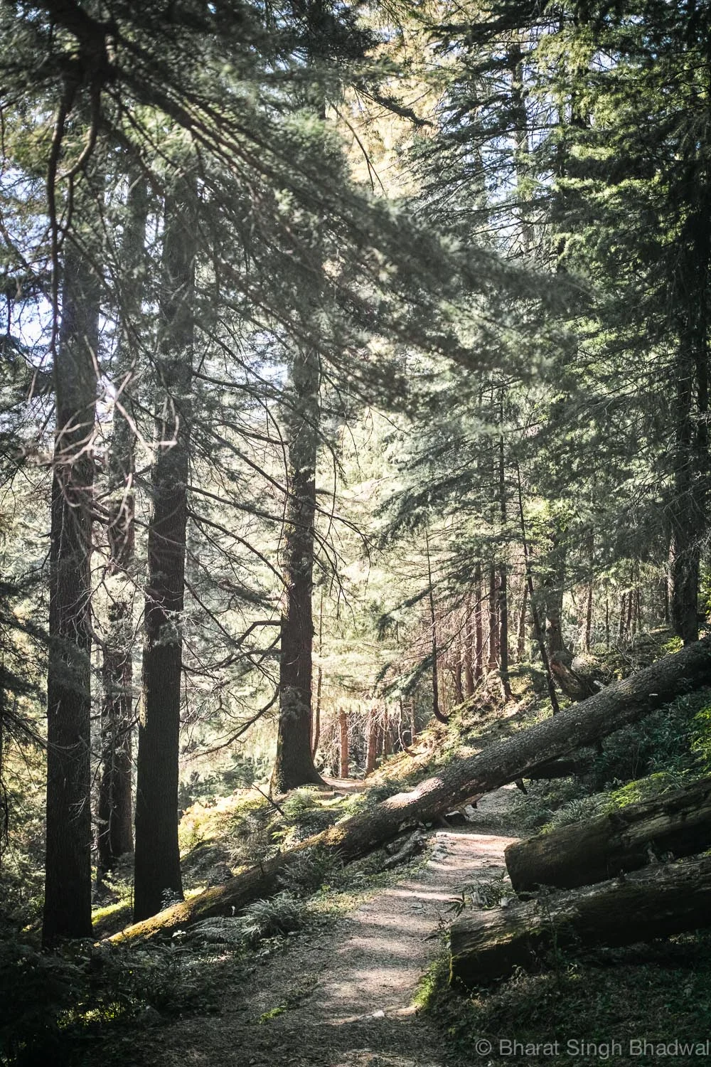 Trail from Alha.
