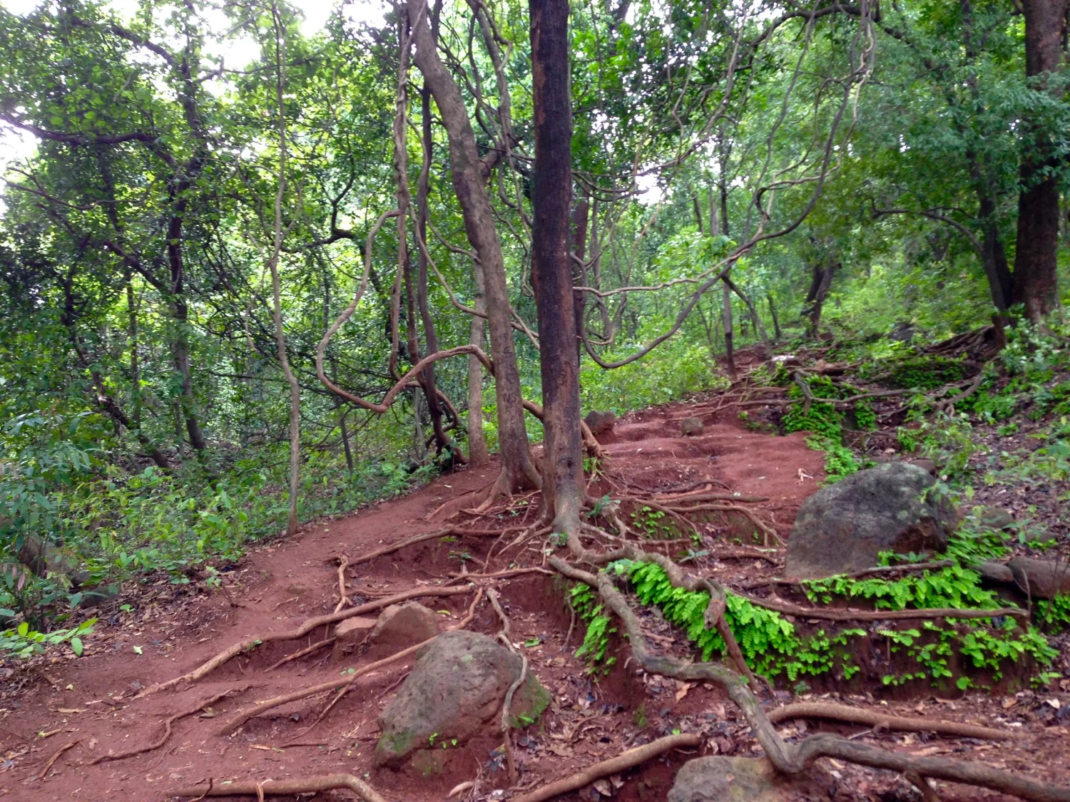 Karnala Fort Trail. Mud!