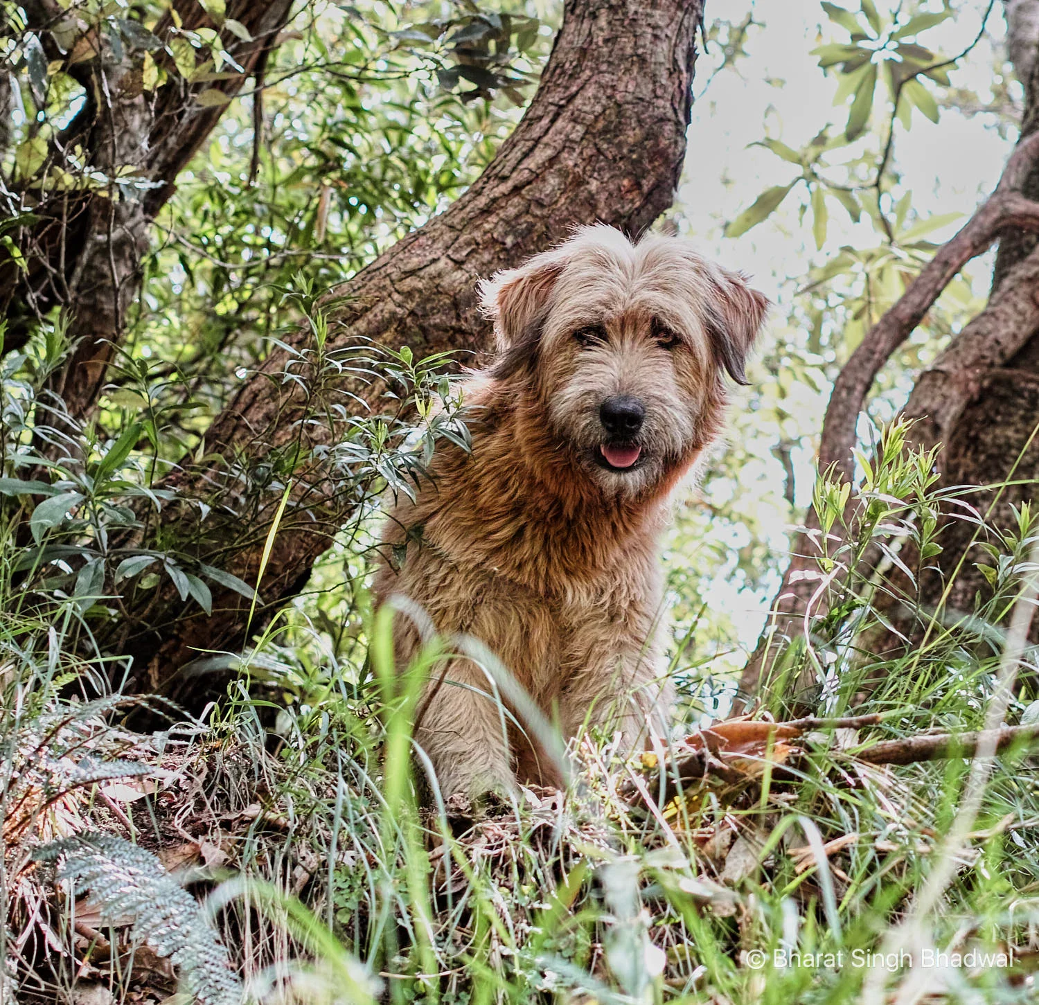 This handsome fella came out of nowhere, followed us all the way to the waterfall and then disappeared.
