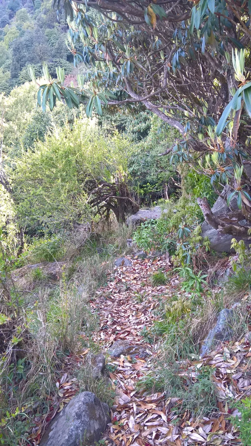 Leaf covered trail