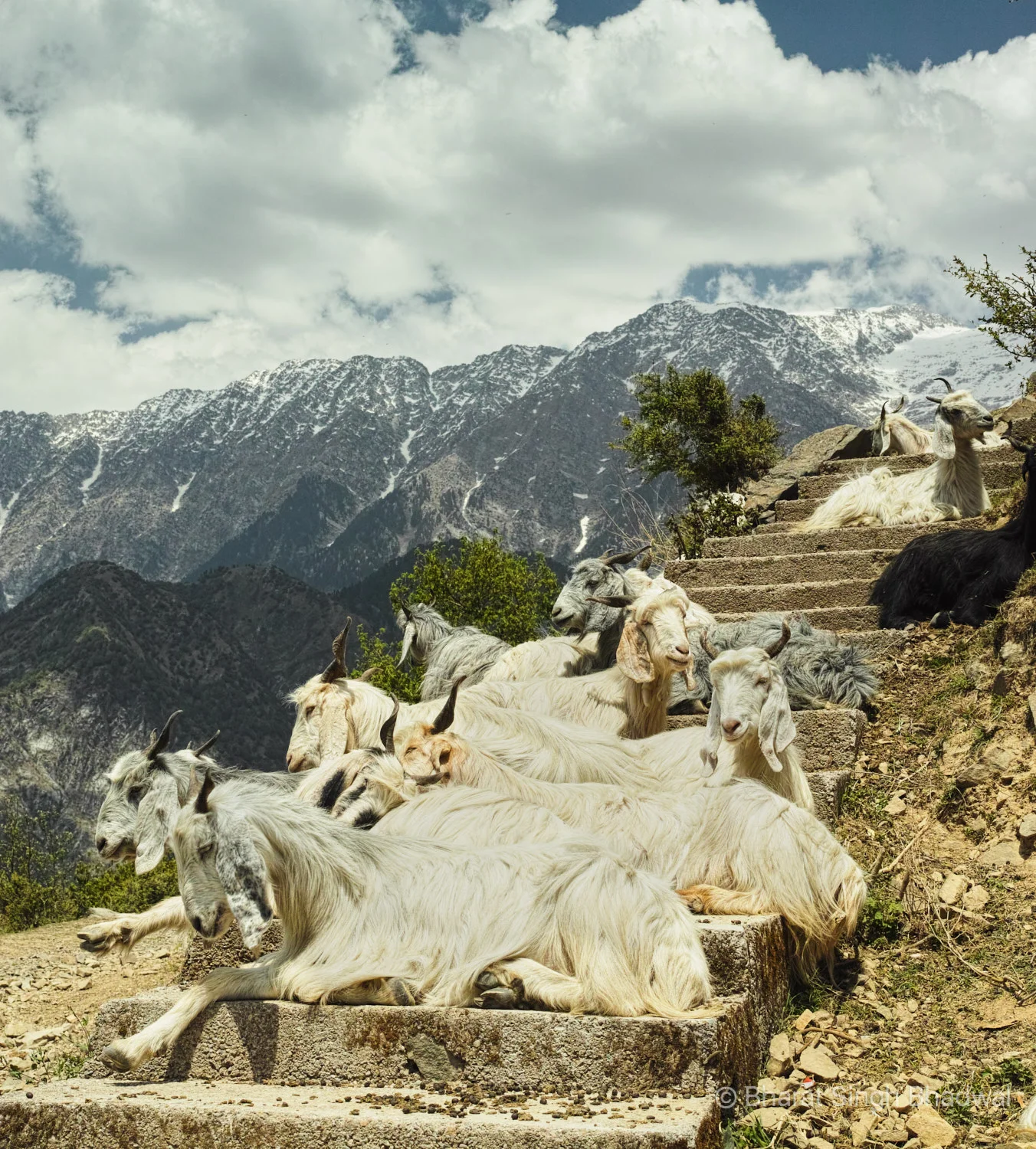Mountain goats framed by Dhauladhar mountains