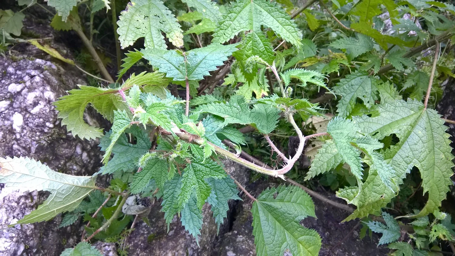 Stinging Nettles. A trekker's bane.