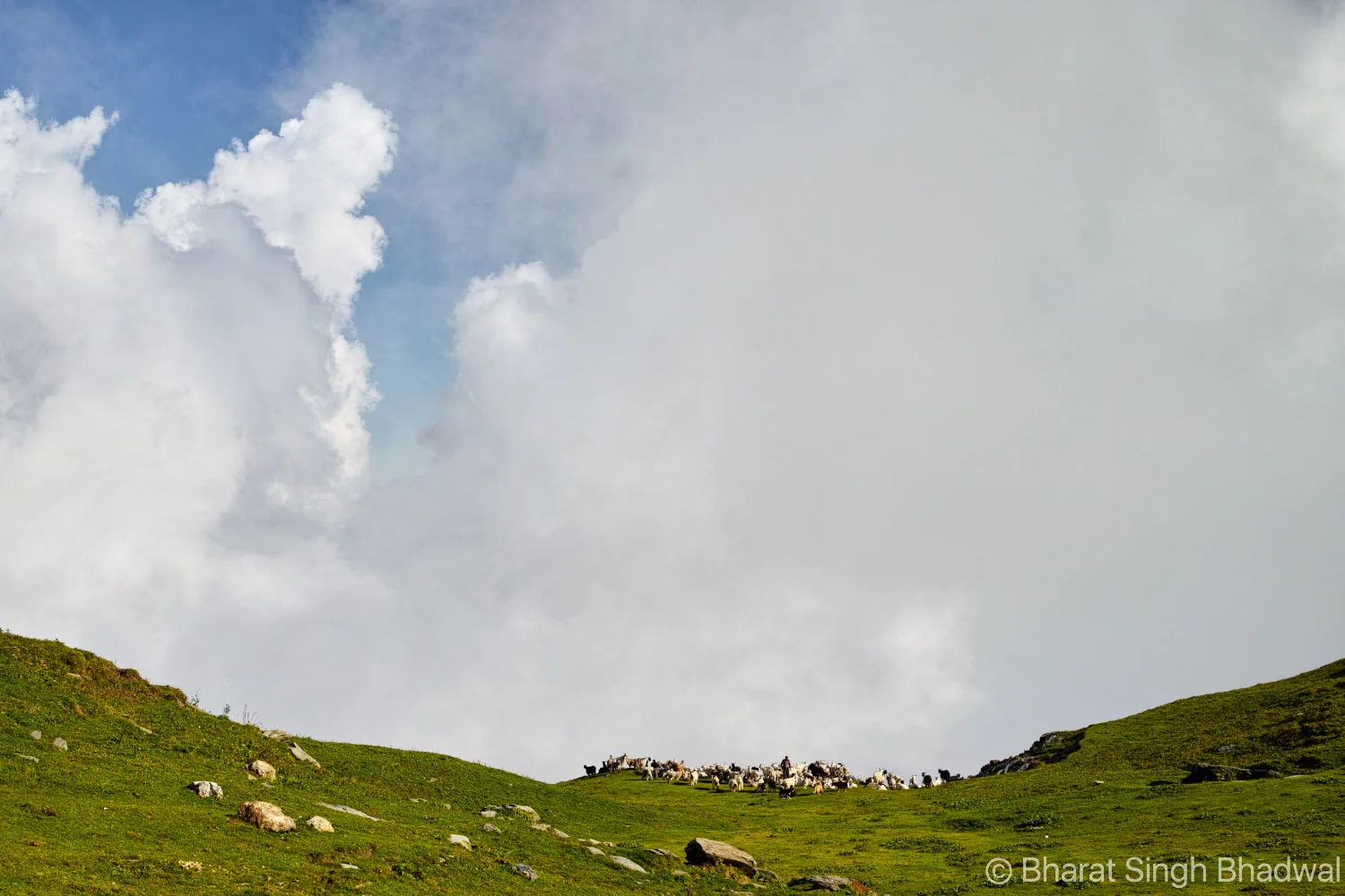 A flock of sheep and goat at Jalsu Pass