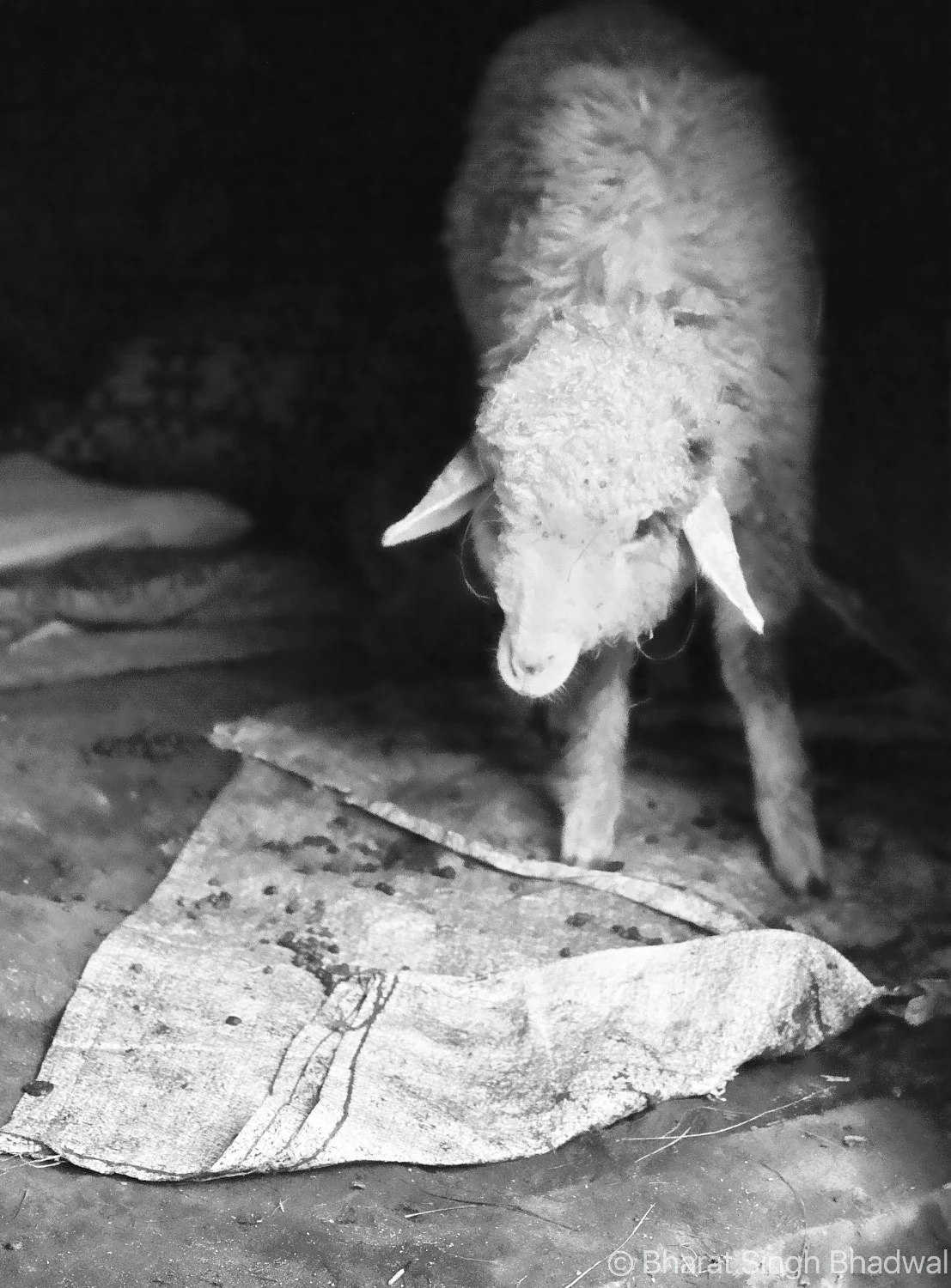 Krishan's lamb that refuses to drink milk without a bottle and a nipple. Unfortunately rats had stolen her bottle nipple just the night before. No wonder it looks sad :(