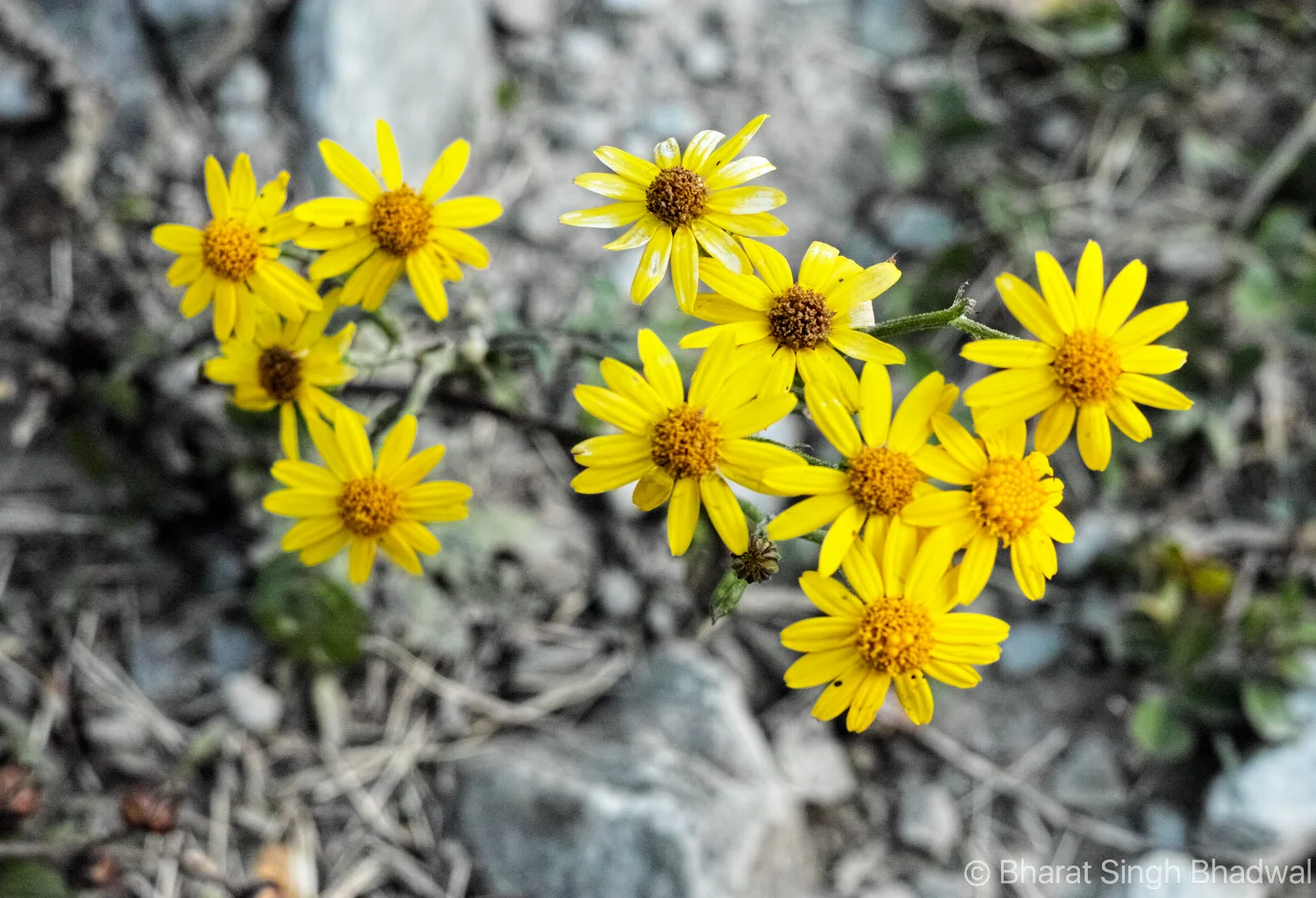 Jalsu Pass trail is often referred to as the Himachal's flower valley. I counted at least sixteen different types of flowers on this trail. A floriculturist's dream come true.