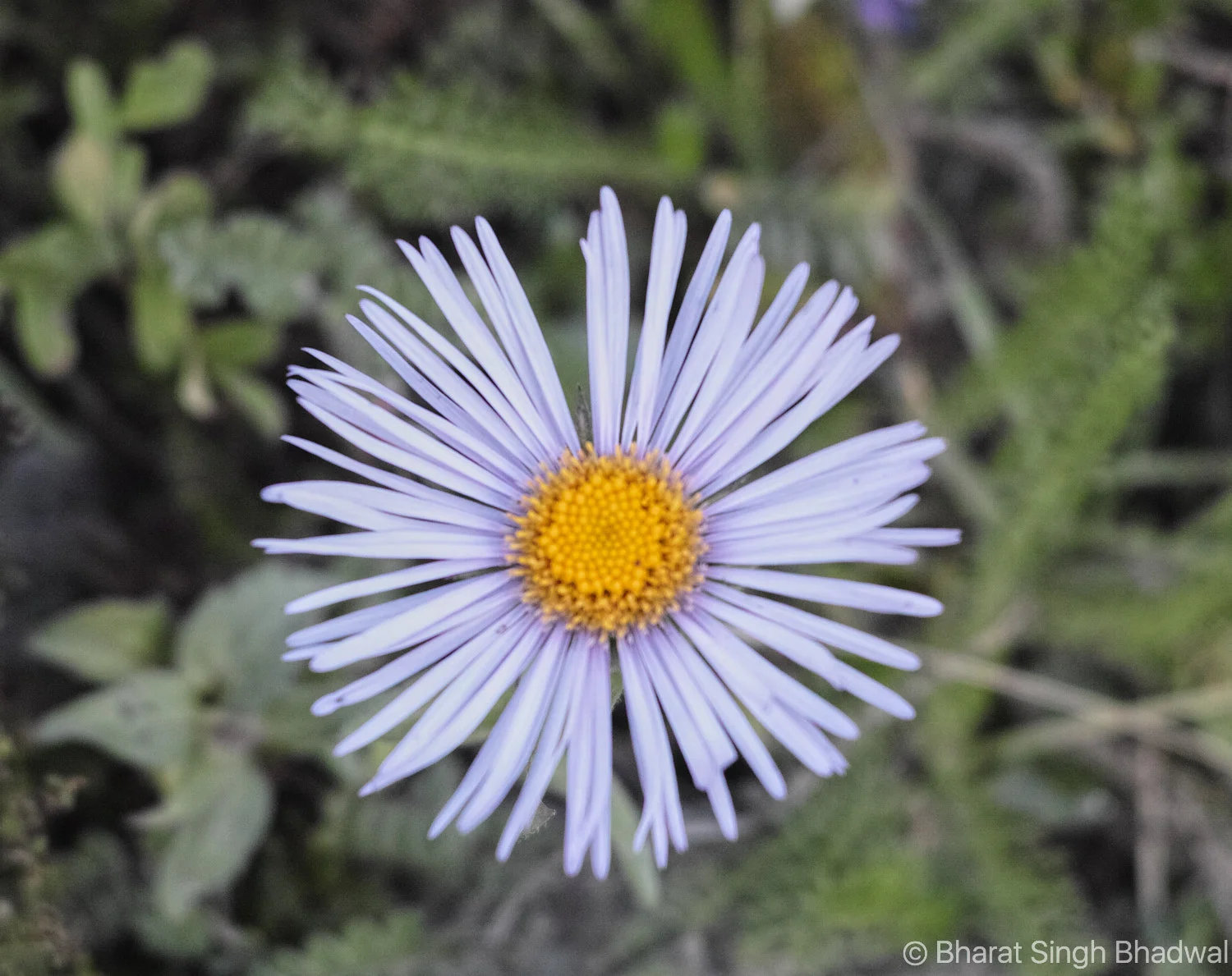 Jalsu Pass Flower Valley Himachal 3.jpg