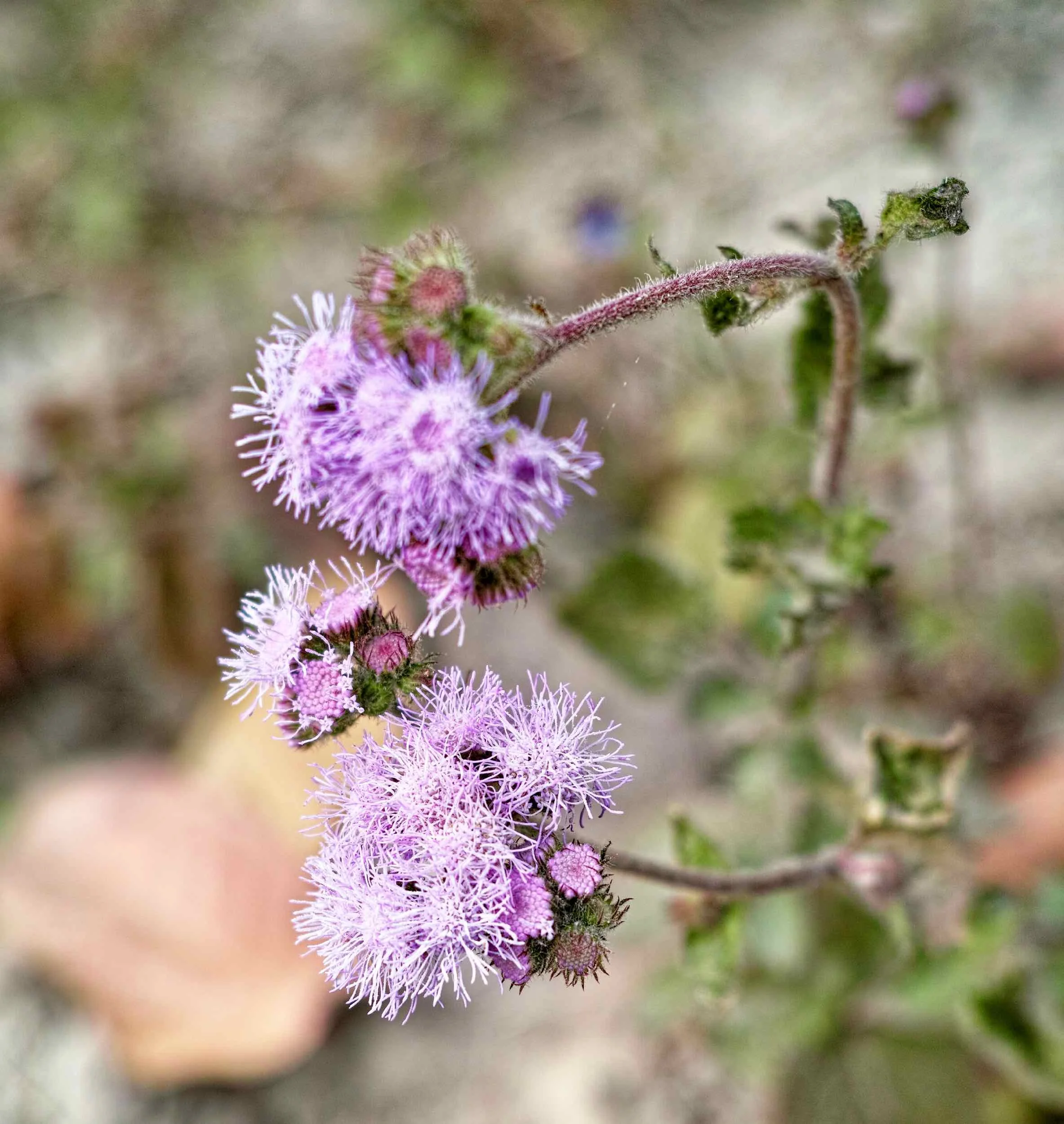 These pretty flowers dot the landscape along the trekking route