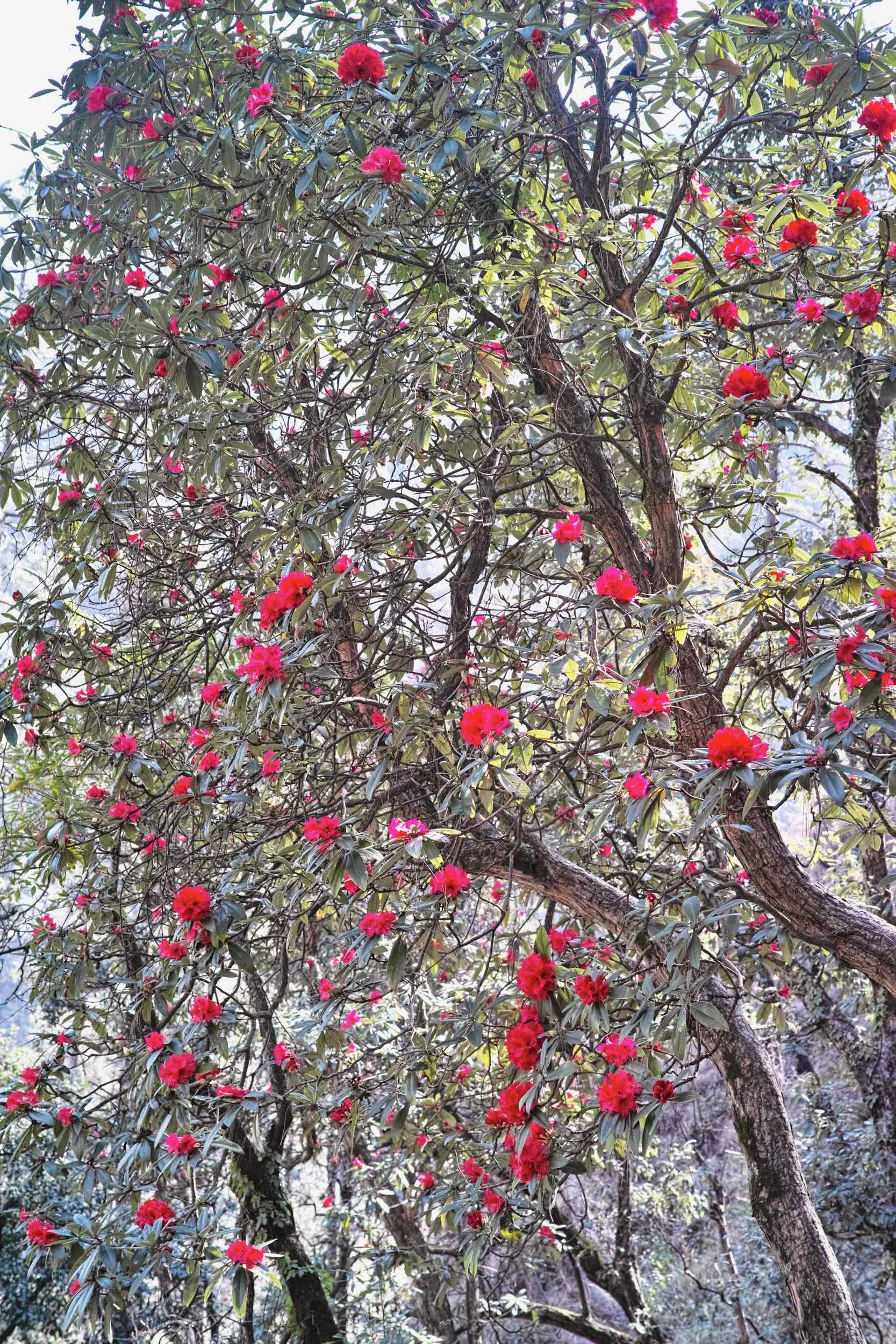 A buransh tree in bloom