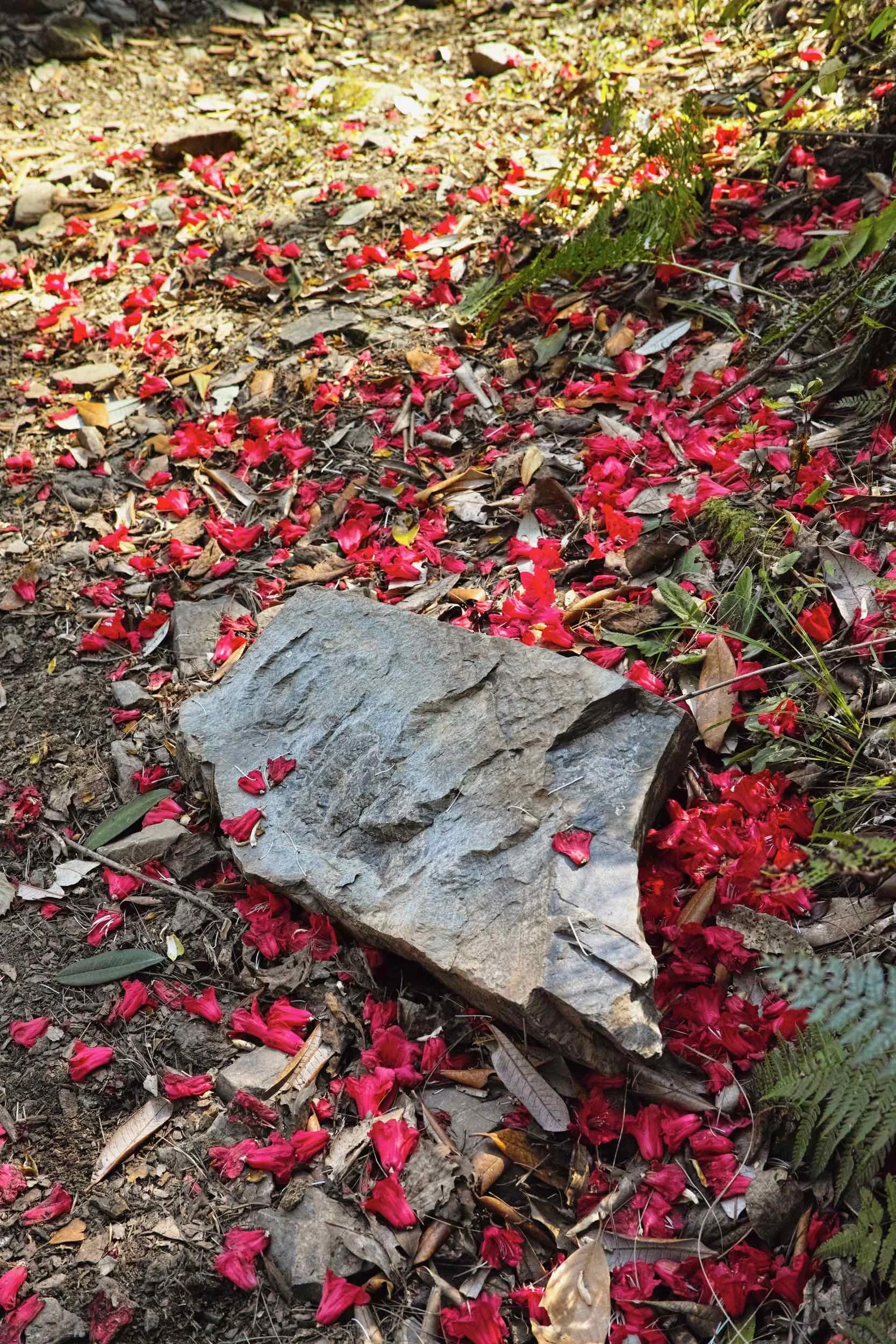 Buransh flowers drape the Kolti trail