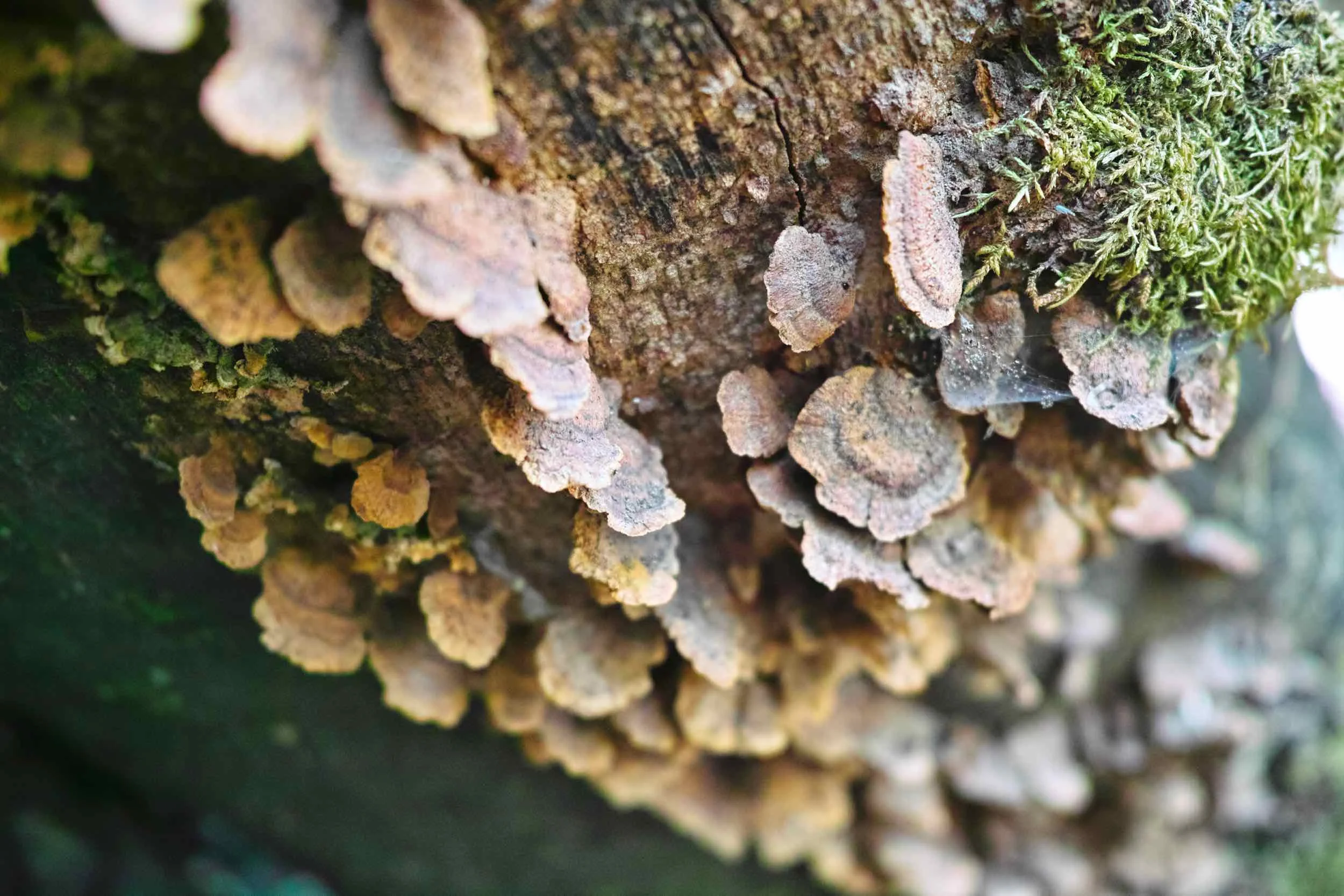 Mushrooms and fungi at Nag Tibba