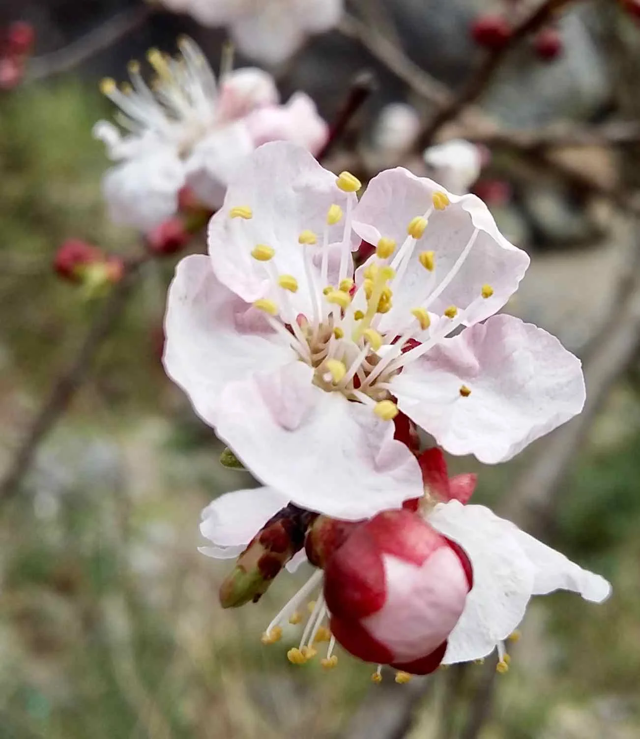 Apricot flower in bloom in mid-March. Definitely worth stopping for