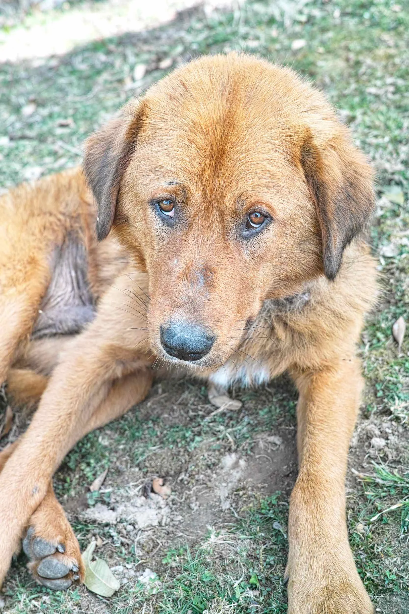 A Gaddi Dog at Vijay Rana Dera. We were told that. well trained and guaranteed to perform Gaddis dog costs around Rs. 15,000. This may seem much but these dogs are charged with protecting livestock that often retails for the same price per head.